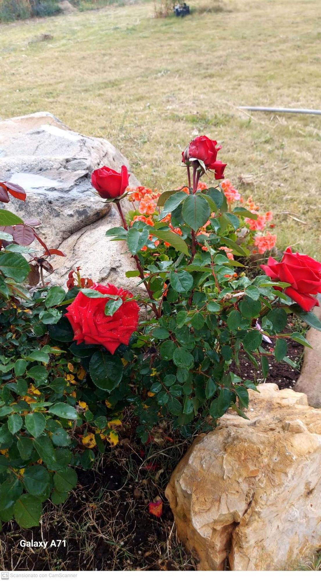 B&B Sensorial Experience Villamassargia Dış mekan fotoğraf
